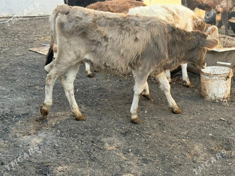 tuve - Чоганлы - img 4