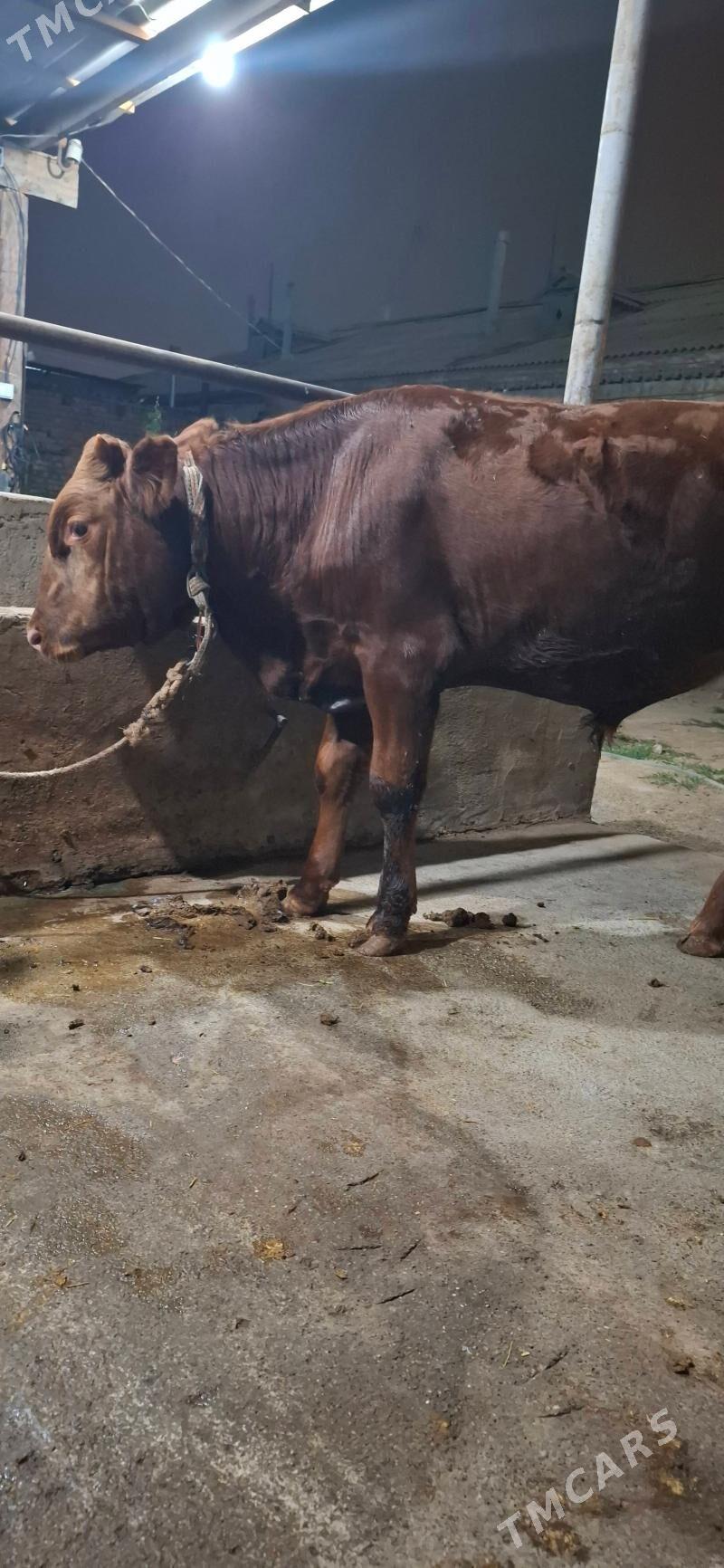 окузлер - Хитровка - img 8