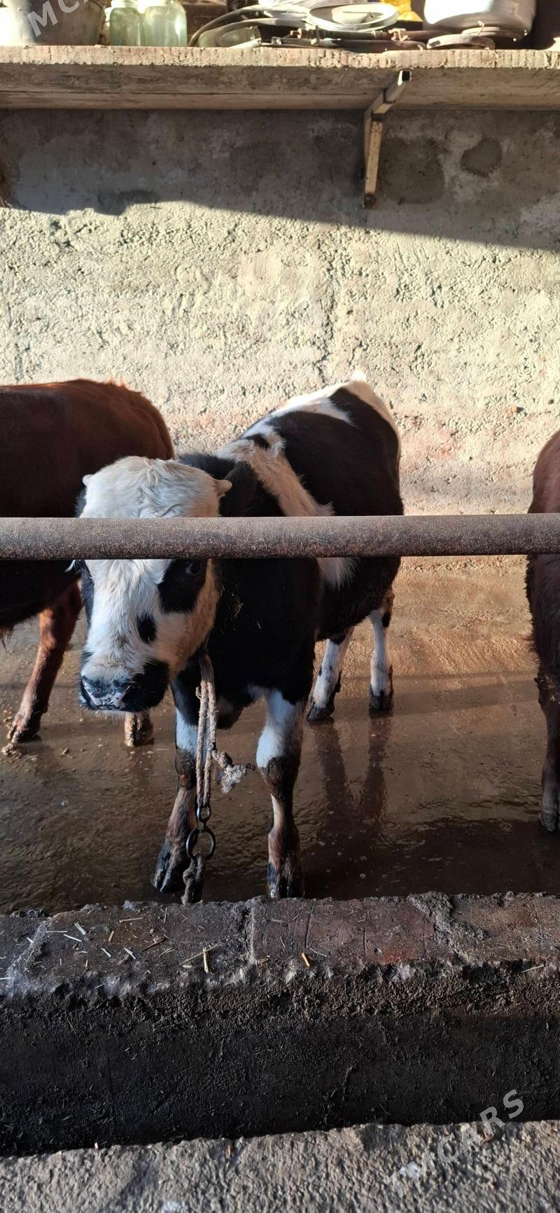 окузлер - Хитровка - img 3