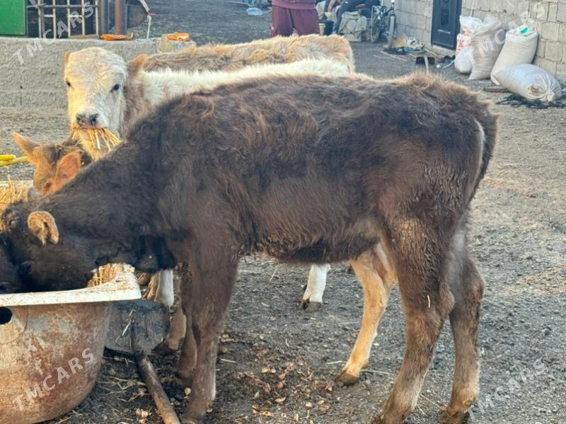 tuve - Чоганлы - img 2