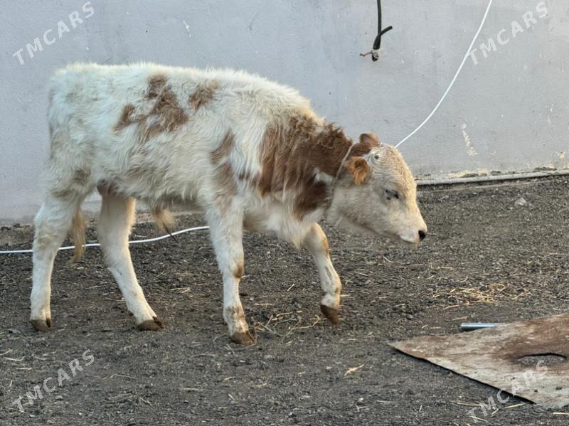 tuve - Чоганлы - img 3