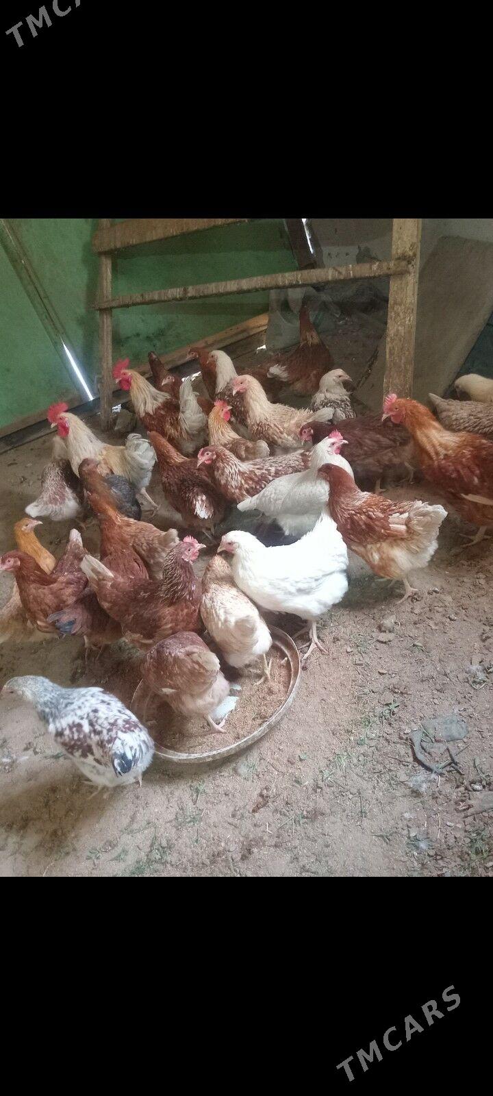 juje loman braun - Сакарчага - img 7