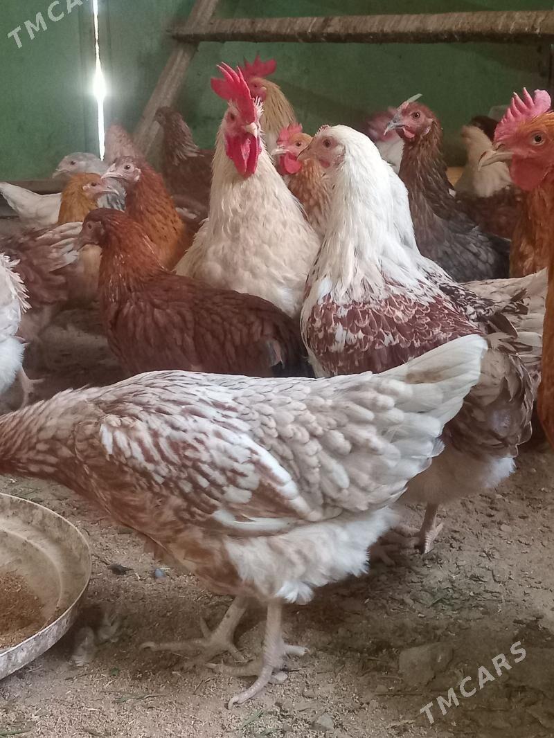 juje loman braun - Сакарчага - img 4