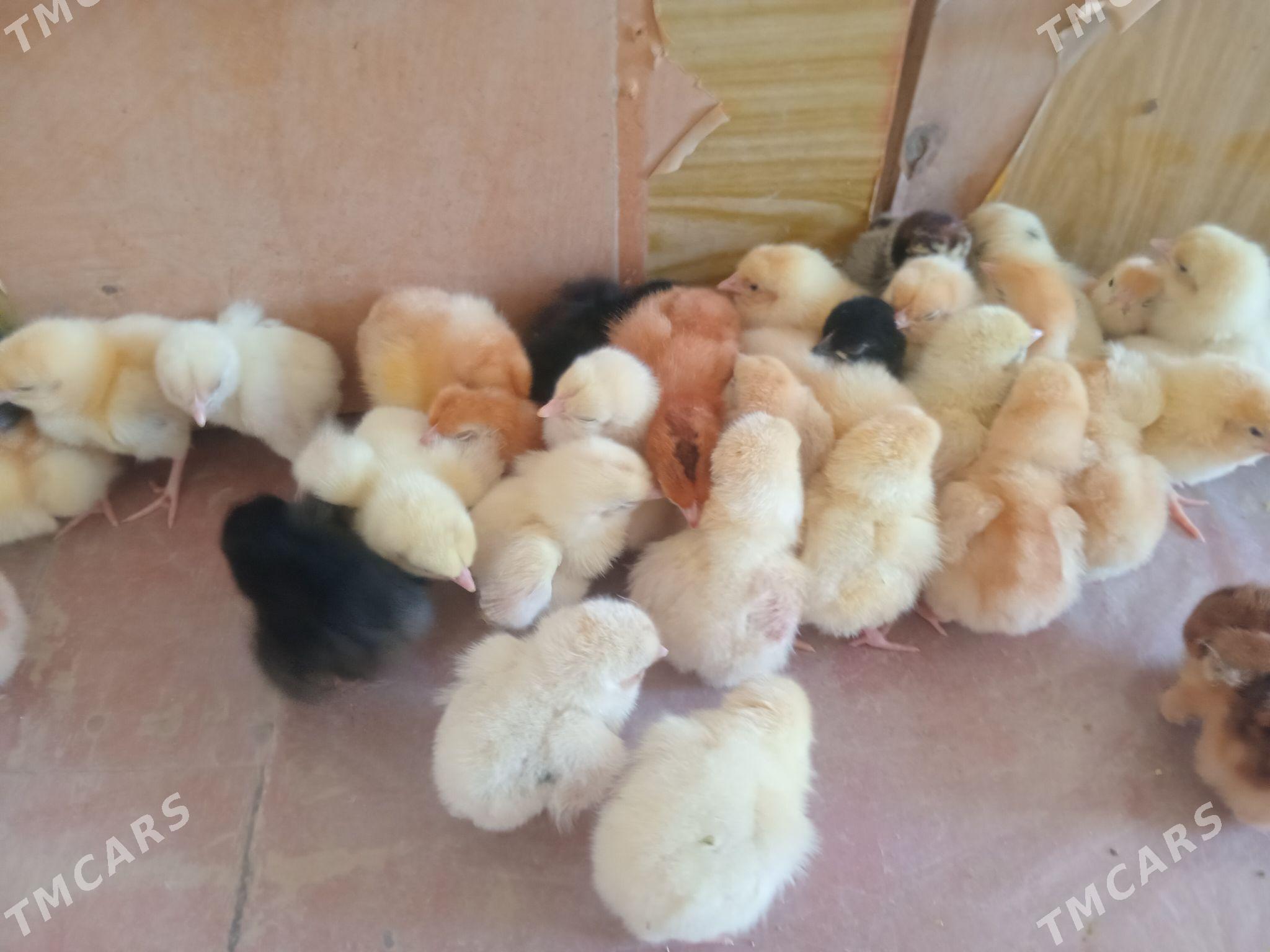 juje loman braun - Сакарчага - img 6