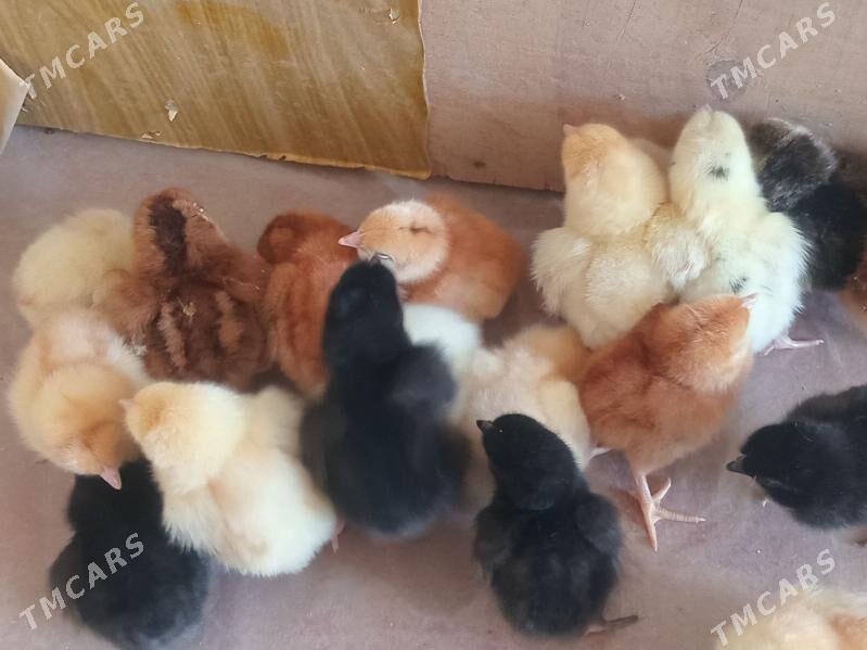 juje loman braun - Сакарчага - img 2