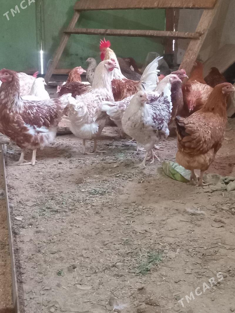 juje loman braun - Сакарчага - img 3