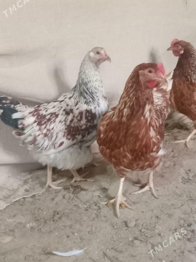 juje loman braun - Сакарчага - img 5