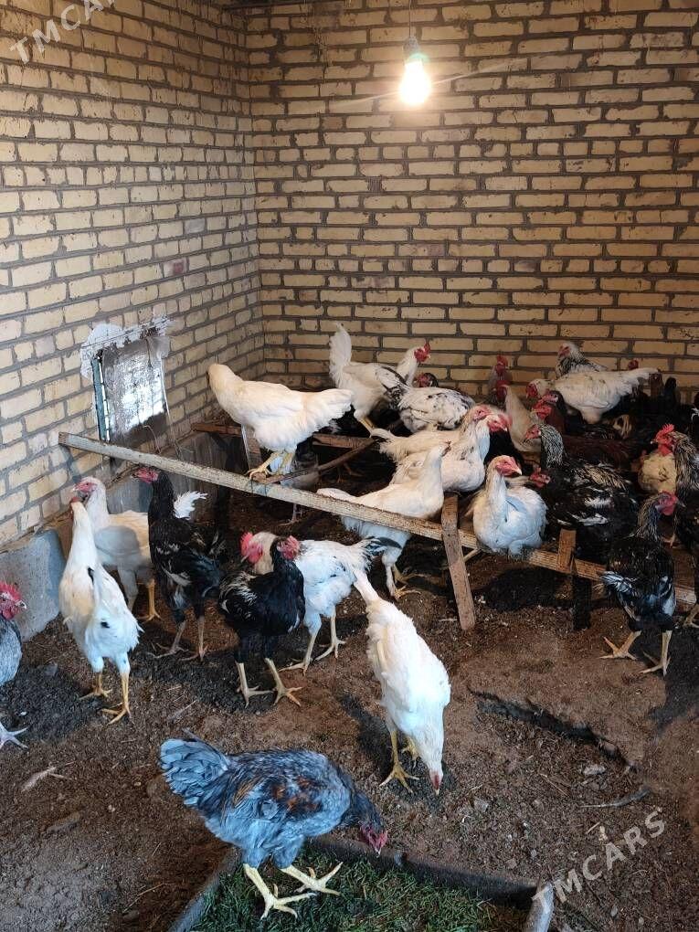 Horaz - Фарап - img 2