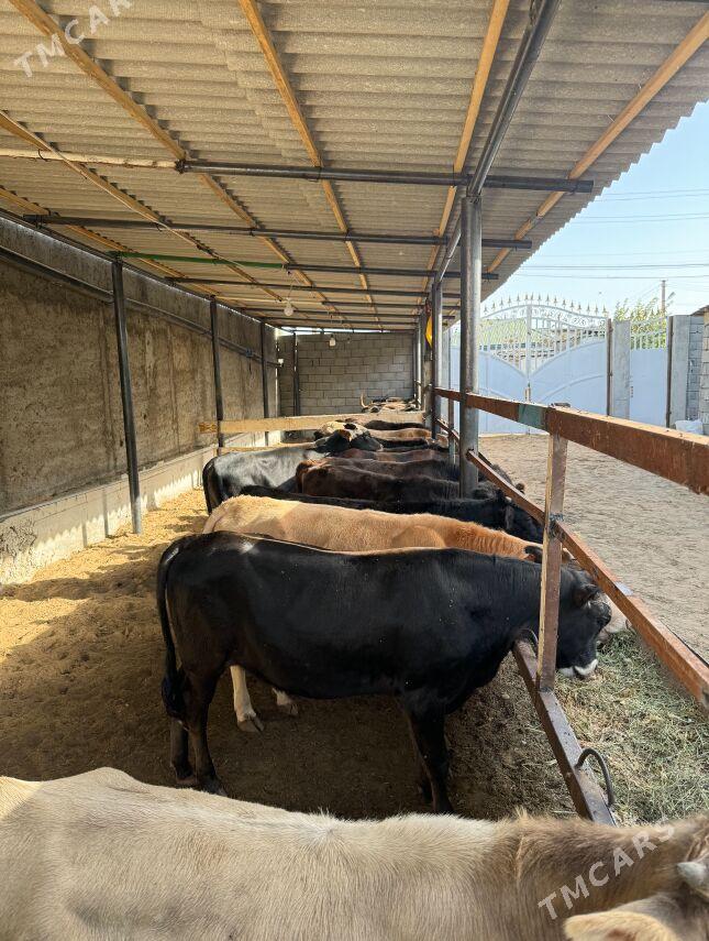 okuzler - Çoganly - img 6