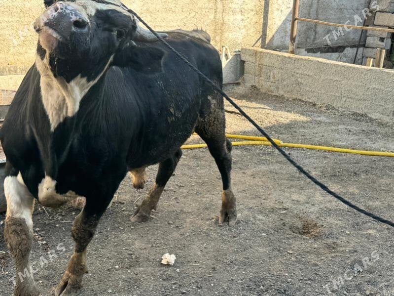 okuzler - Çoganly - img 1