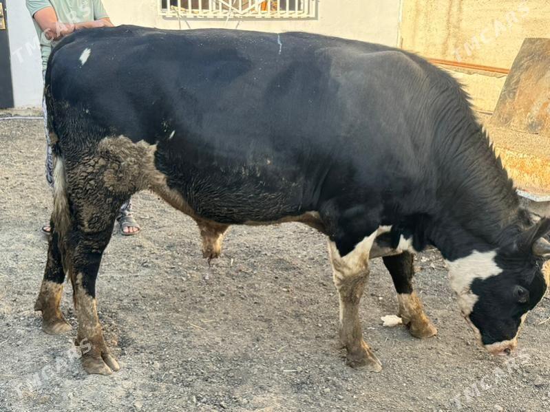 okuzler - Çoganly - img 3