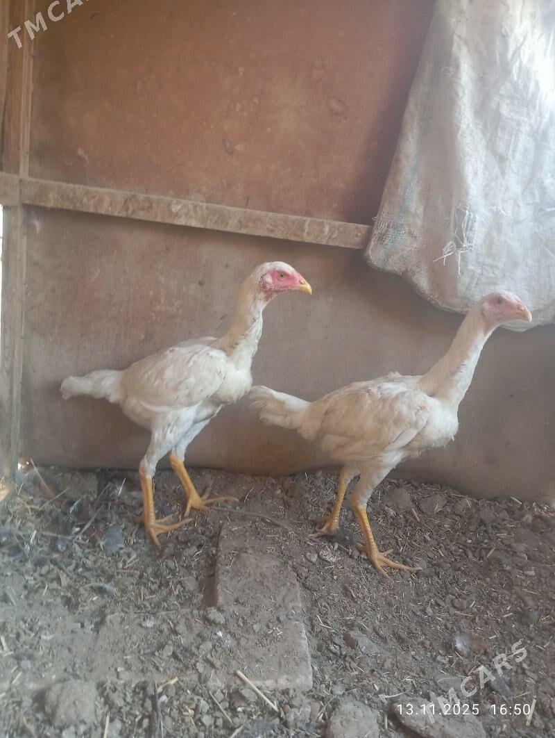 AK TOWUKLAR - Мургап - img 3