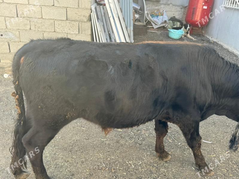 okuzler - Çoganly - img 4