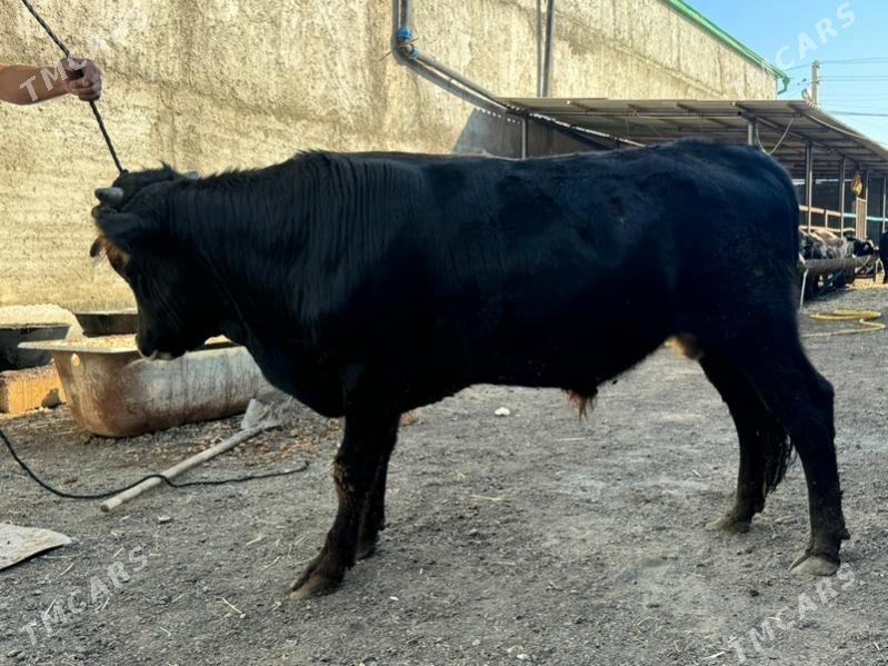 okuzler - Çoganly - img 5