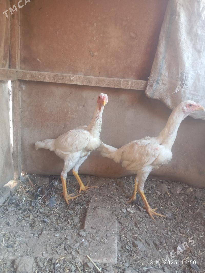 AK TOWUKLAR - Мургап - img 4