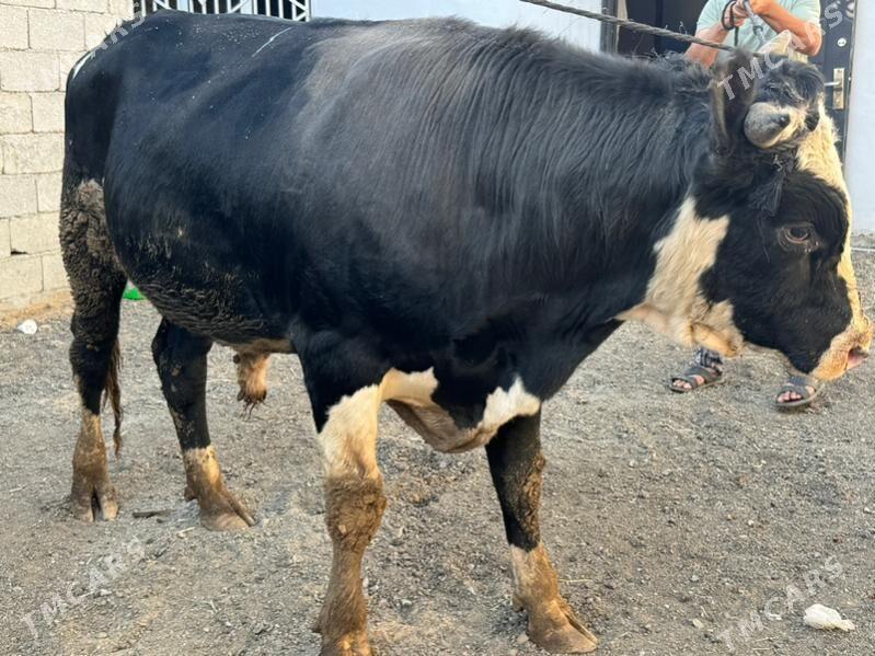 okuzler - Çoganly - img 2