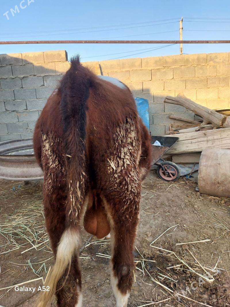 ala okuz - Бахарден - img 3