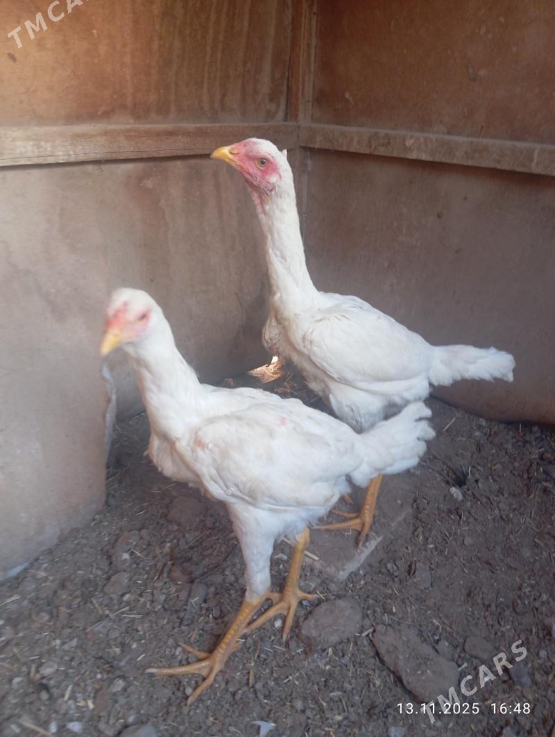 AK TOWUKLAR - Мургап - img 5