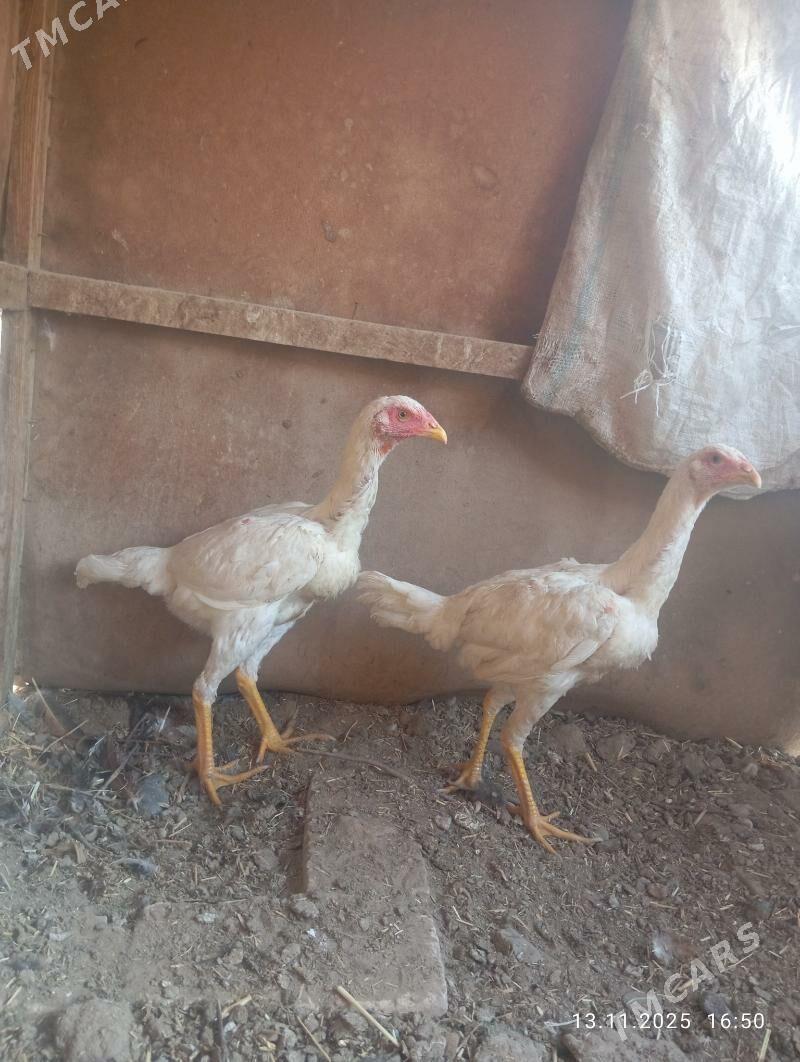 AK TOWUKLAR - Мургап - img 2