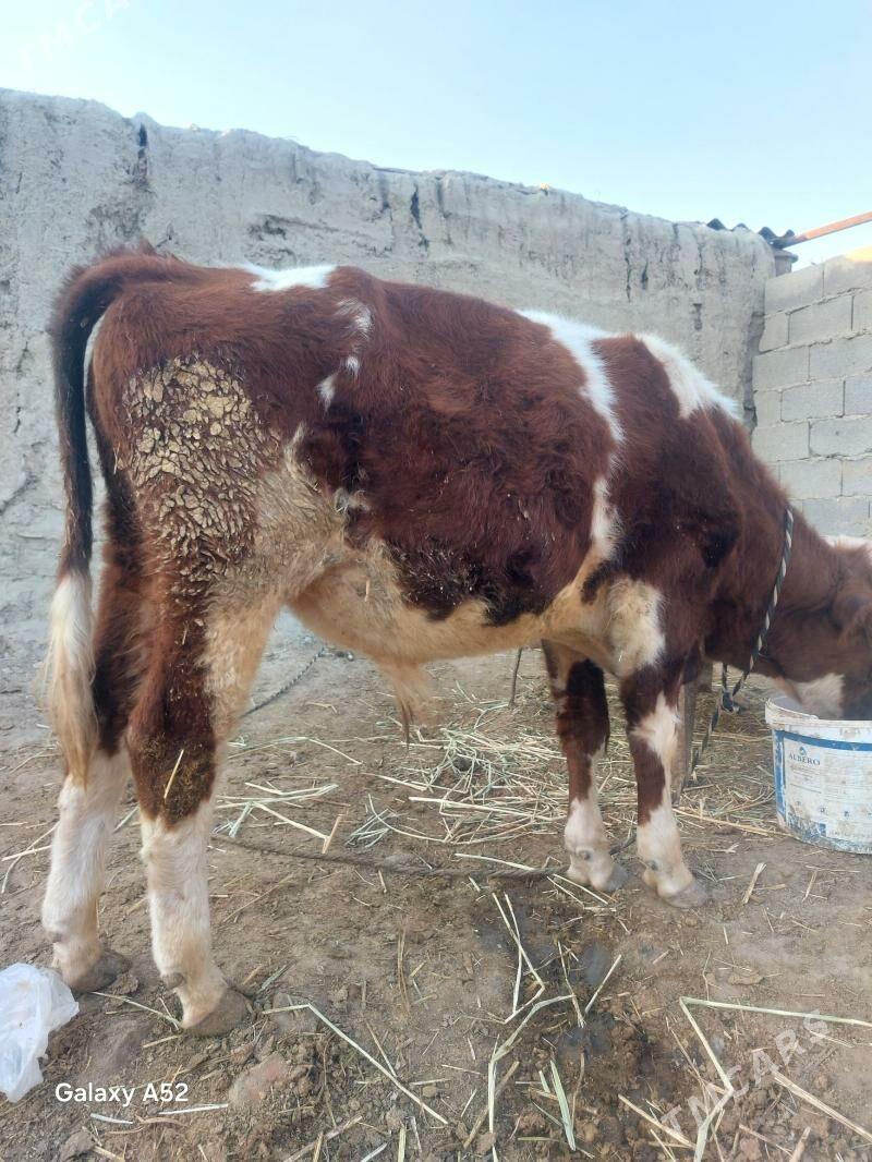 ala okuz - Бахарден - img 2