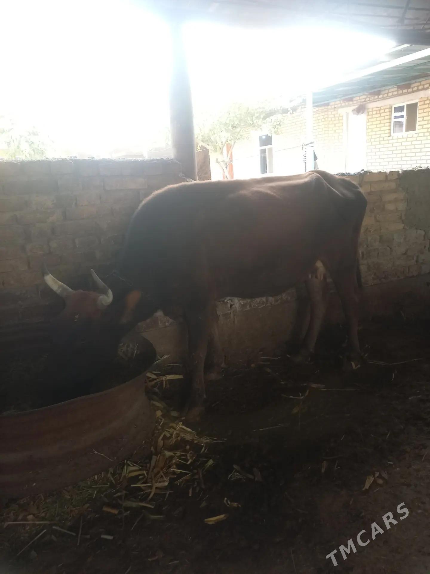 göleli sygyr - Ýaşlyk - img 2