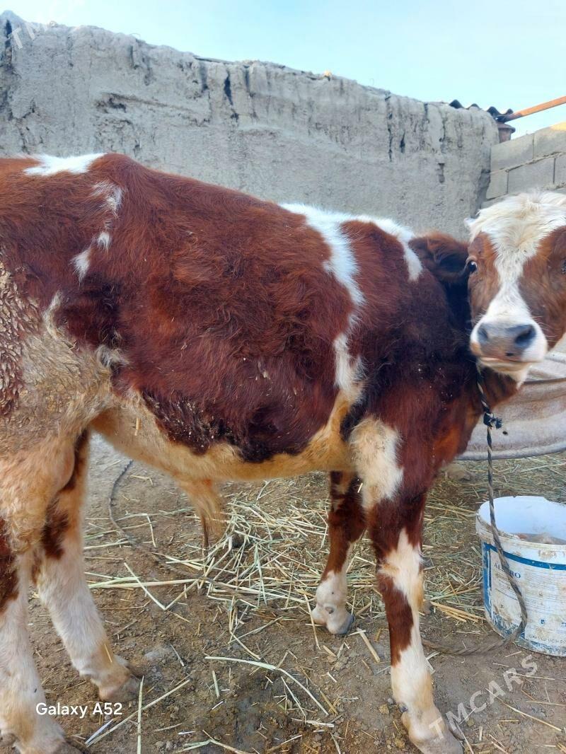 ala okuz - Бахарден - img 4