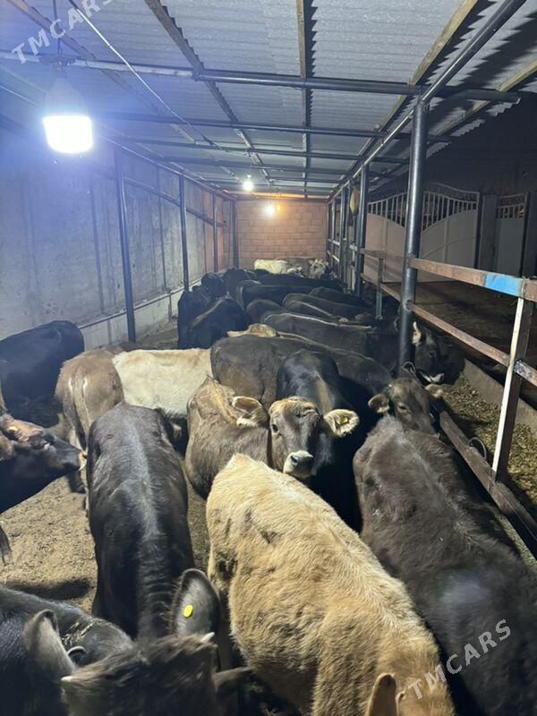 okuzler - Çoganly - img 7