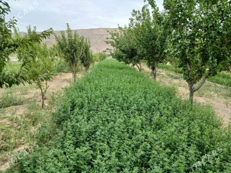 YER - Gyzylarbat - img 1