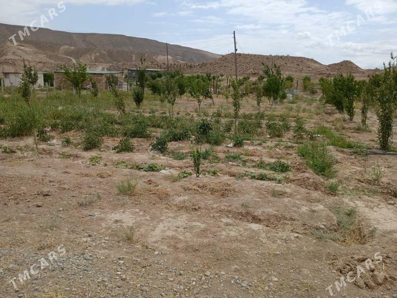 YER - Gyzylarbat - img 4