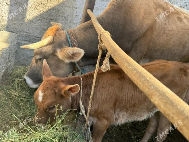 sygyr goleli - Чоганлы - img 2