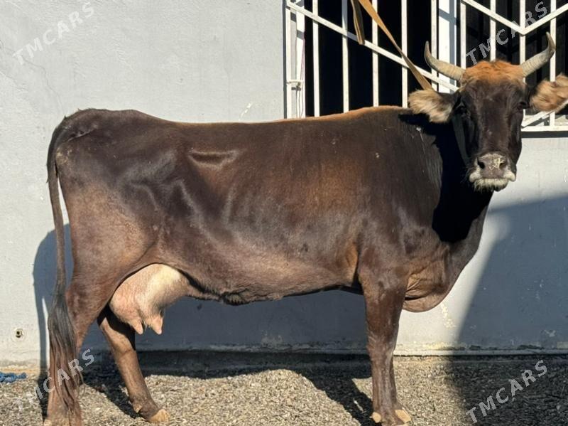 sygyr goleli - Чоганлы - img 1