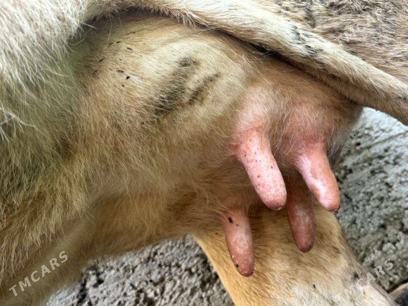 sygyr goleli - Чоганлы - img 3