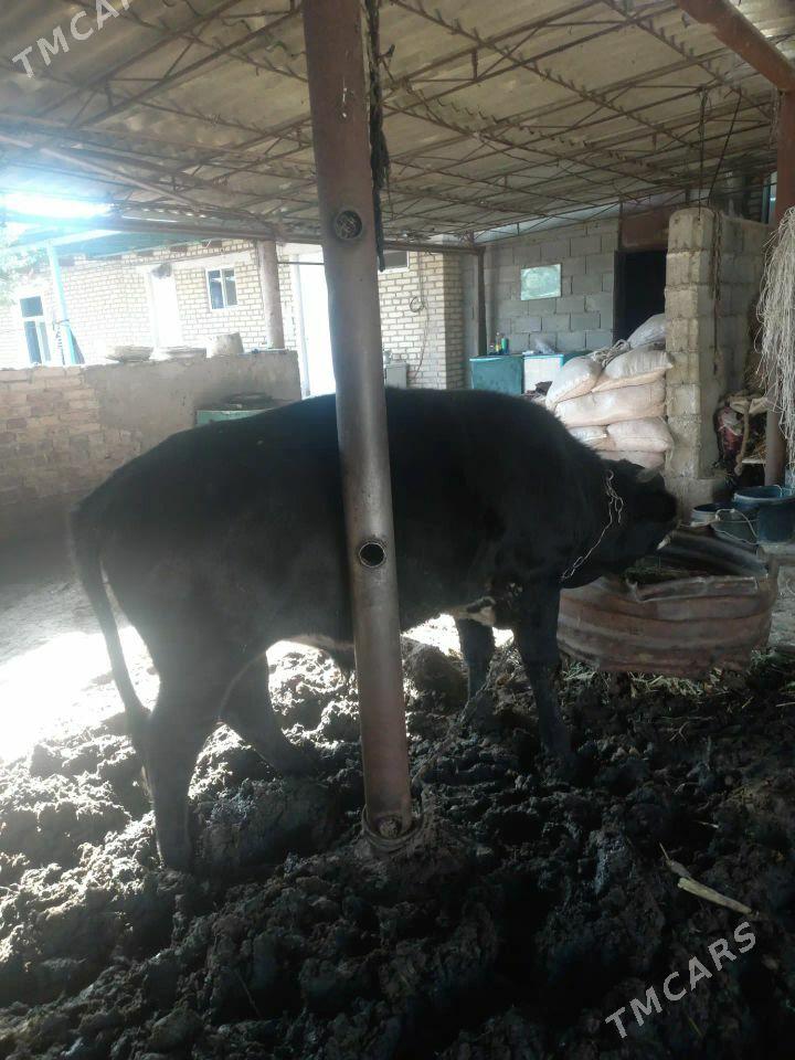 Bakylan öküz - Яшлык - img 1