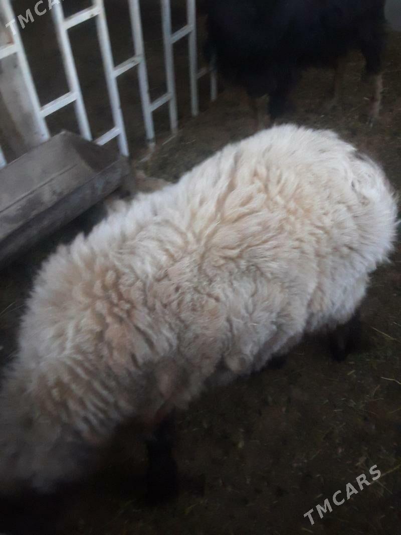 tokly - Туркменбаши - img 1