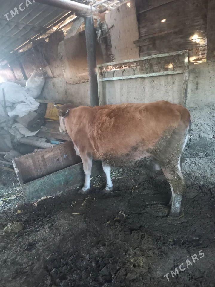 Bakylan sygyr - Яшлык - img 2