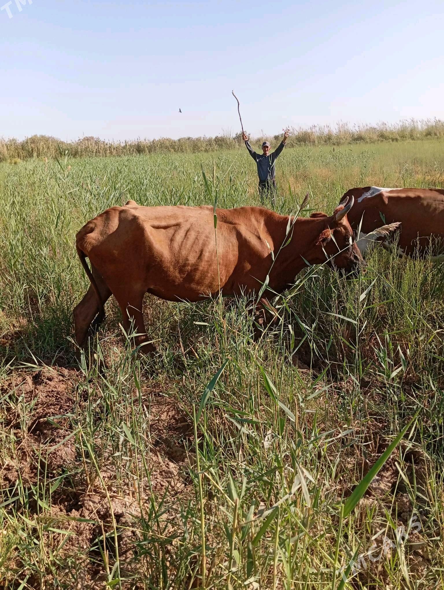 sygyr goleli - Векильбазар - img 2