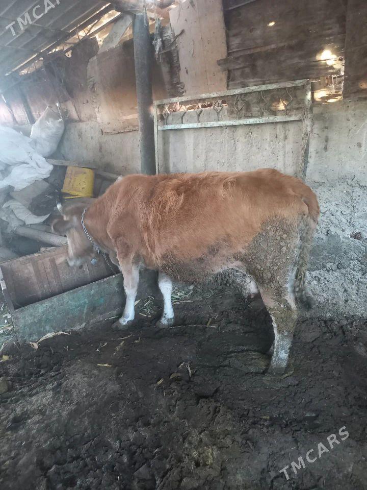 Bakylan sygyr - Яшлык - img 1