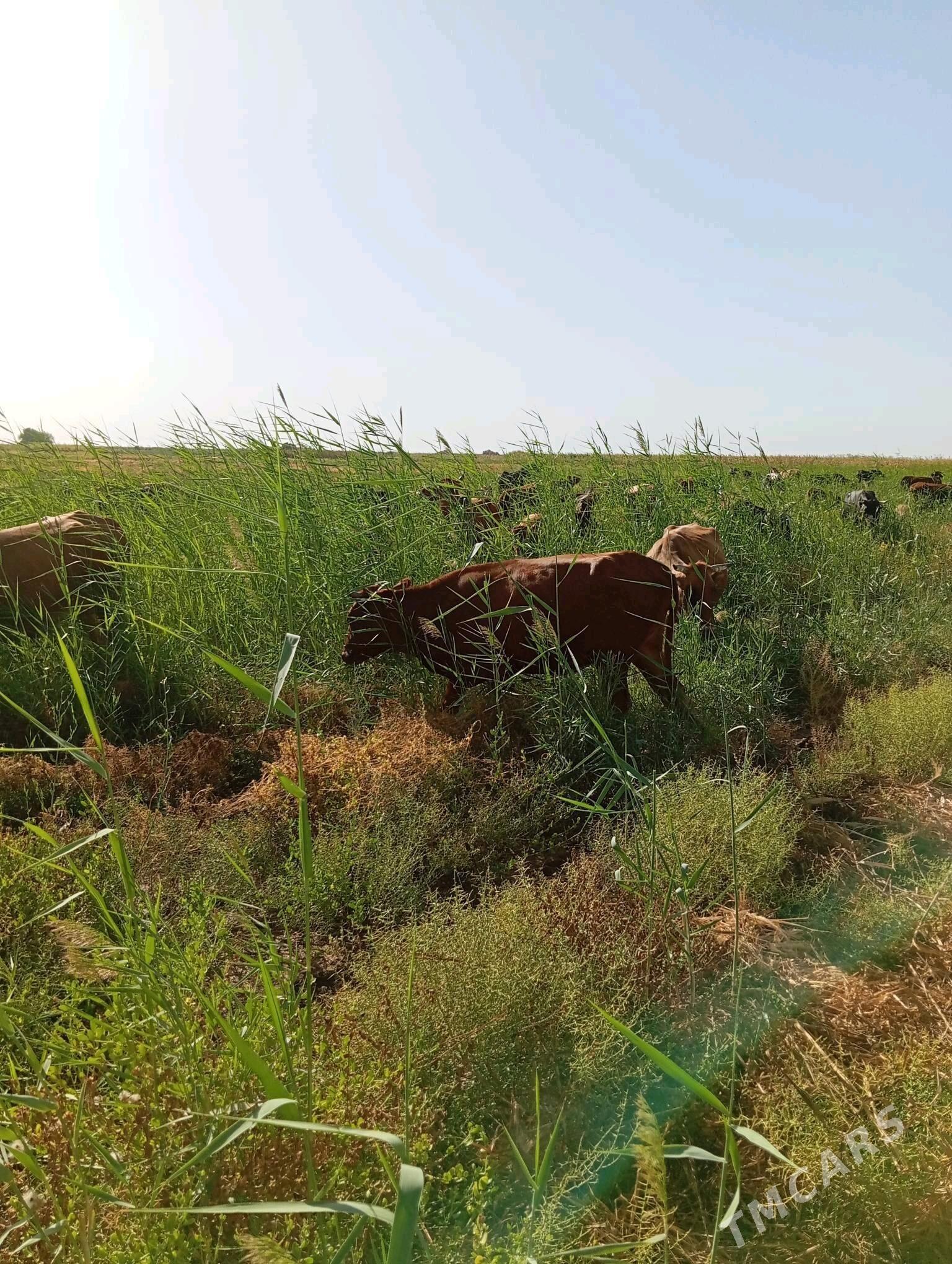 sygyr goleli - Векильбазар - img 3