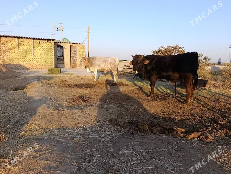 Ökuz - Gökdepe - img 2