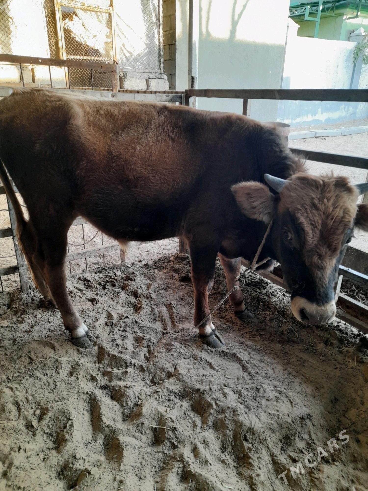 ökuz - Анев - img 3