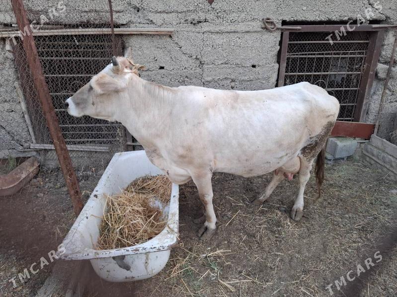 swes sygyr - Ашхабад - img 4