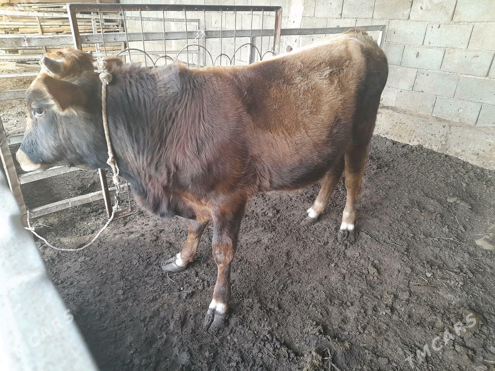 ökuz - Анев - img 6