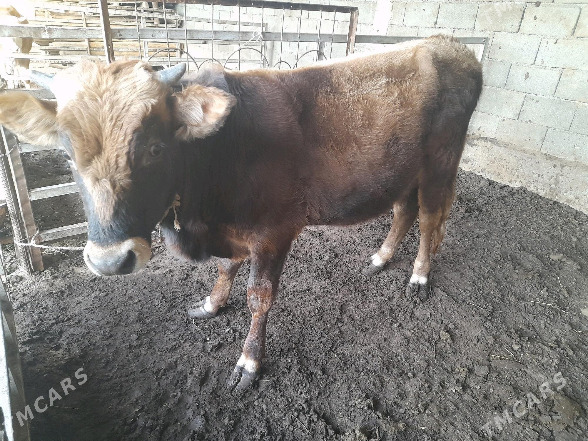 ökuz - Анев - img 7