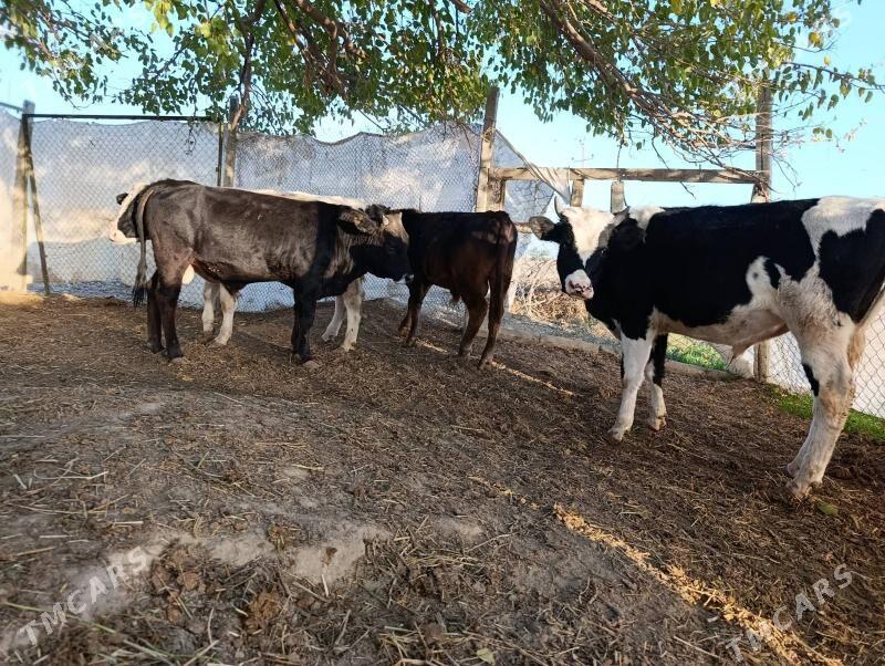 Ökuz - Gökdepe - img 5