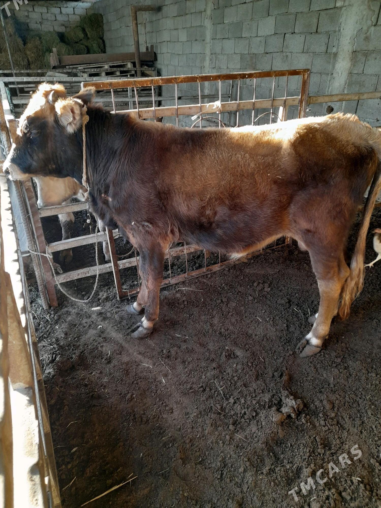 ökuz - Анев - img 2