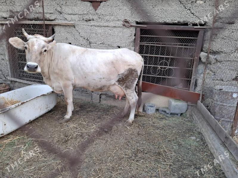 swes sygyr - Ашхабад - img 2