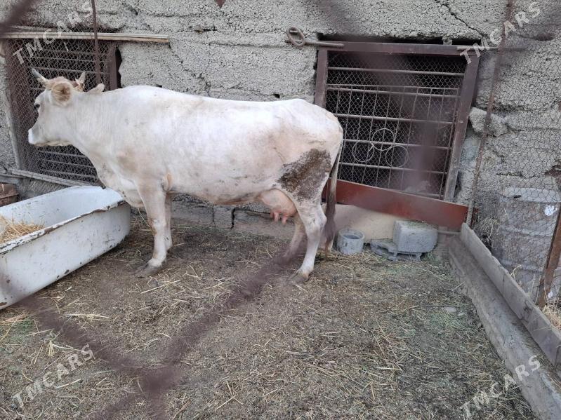 swes sygyr - Ашхабад - img 3