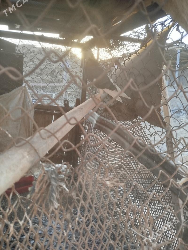 Kepderi - Sarahs - img 3