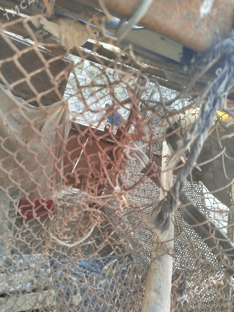 Kepderi - Sarahs - img 4