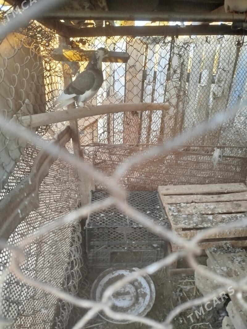 Kepderi - Sarahs - img 6